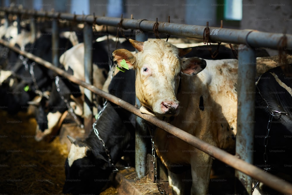 Una de las vacas lecheras en pie de establo entre otras en la granja de caldera moderna