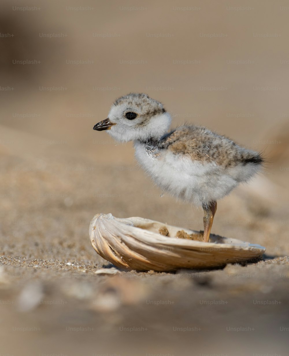 An endangered piping plover on the beach.