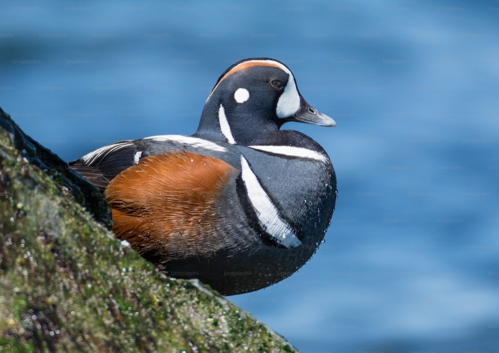 A harlequin duck in winter when these birds visit Barnegat Light in New Jersey.
