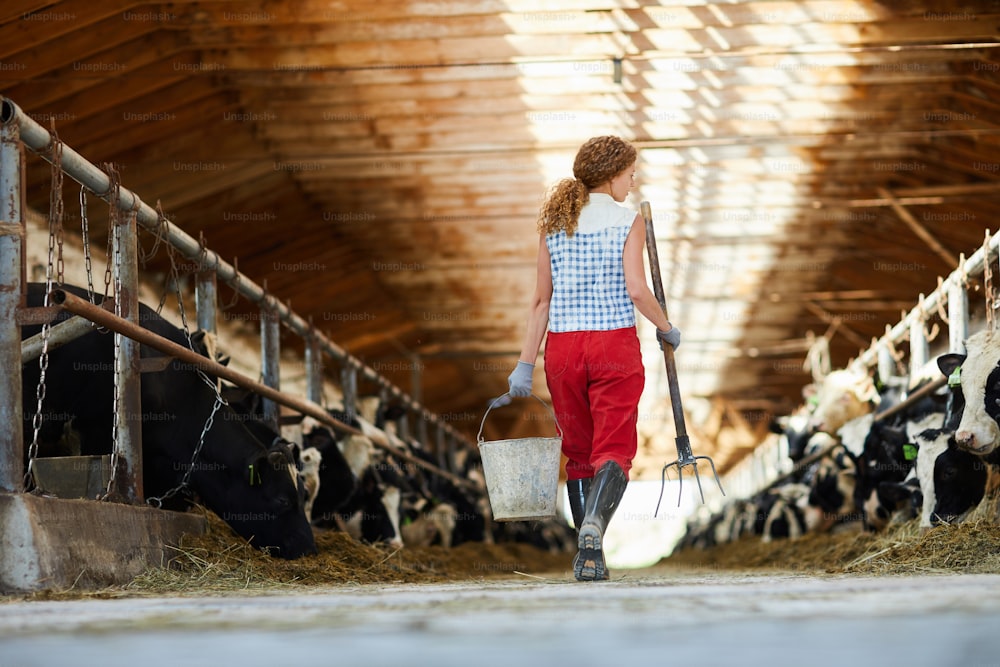 Vue arrière de l’un des ouvriers agricoles avec un seau et une fourche à foin passant par une étable avec des vaches