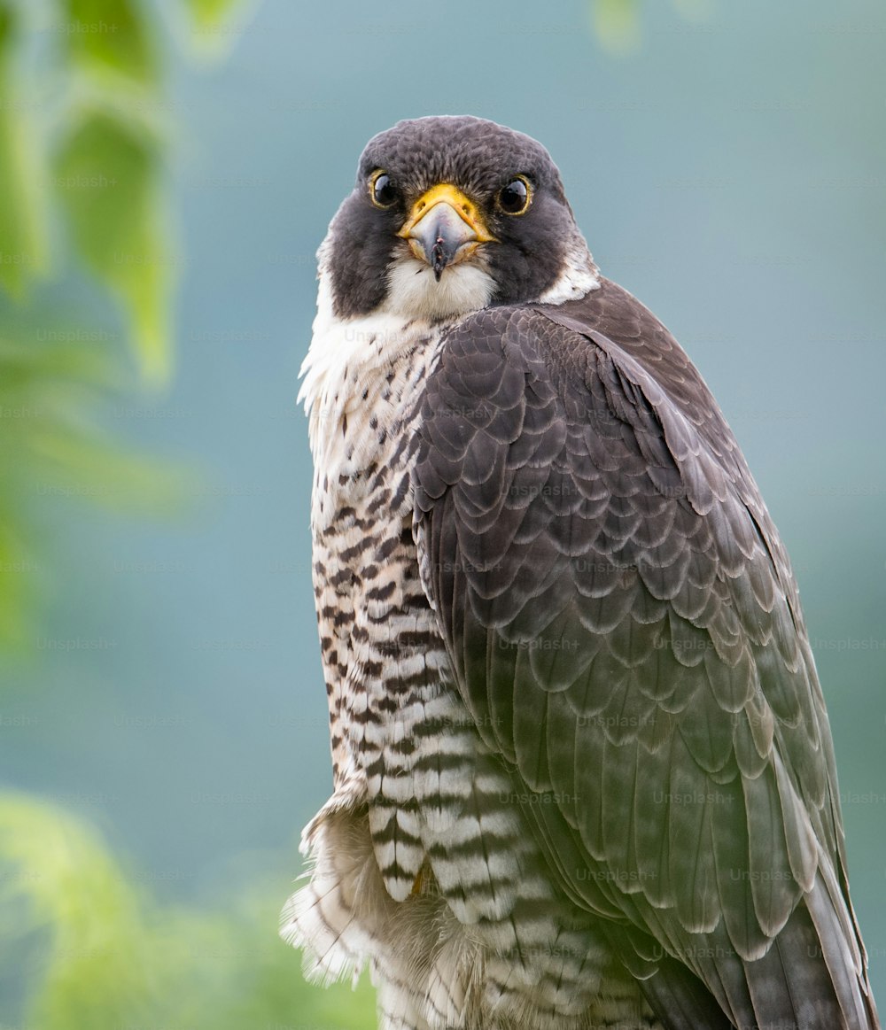 A peregrine falcon in New Jersey