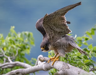 Un faucon pèlerin dans le New Jersey