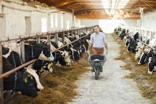 Jeune agriculteur avec une charrette marchant le long de deux étables à vaches s’occupant du bétail