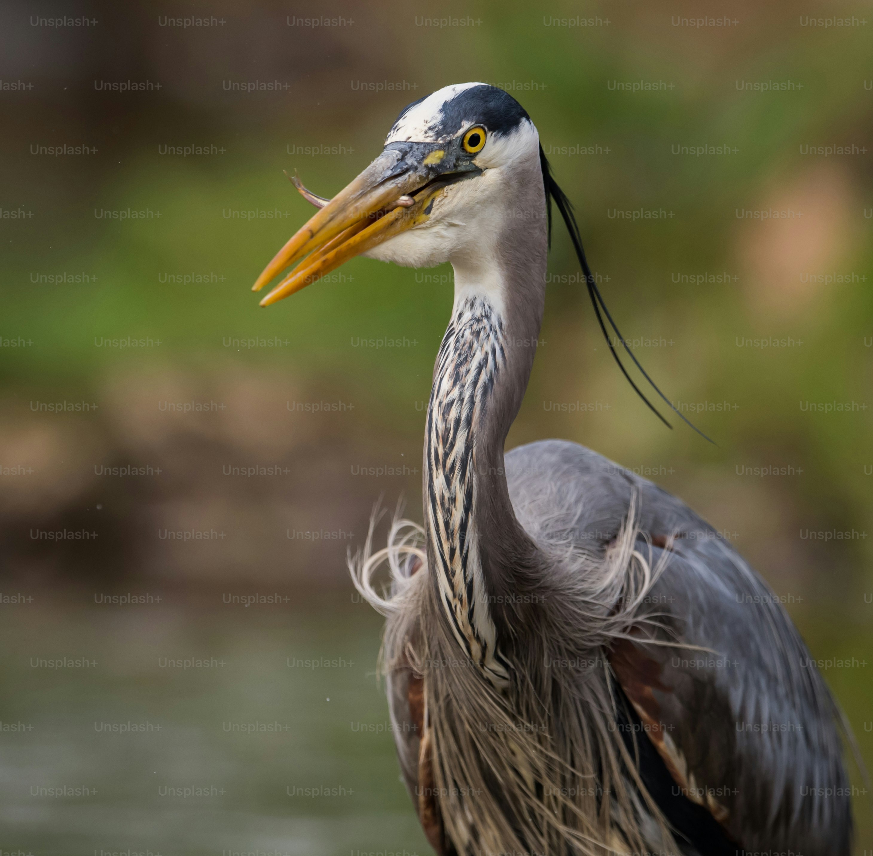 A great blue heron portrait.