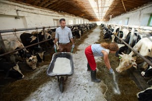Deux jeunes ouvriers agricoles nourrissent des vaches laitières dans des étables pendant une journée de travail
