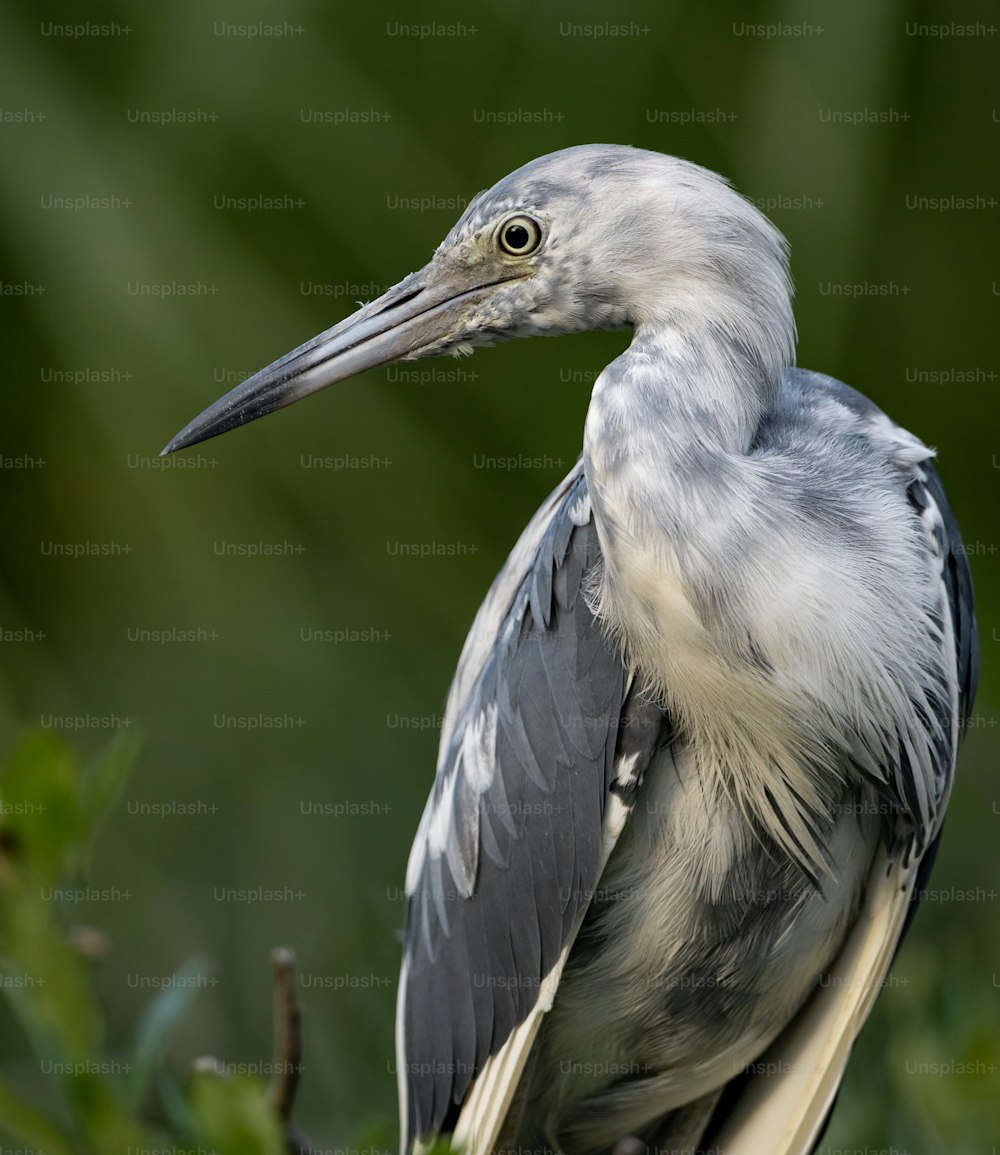 A little blue heron in St Augustine Florida