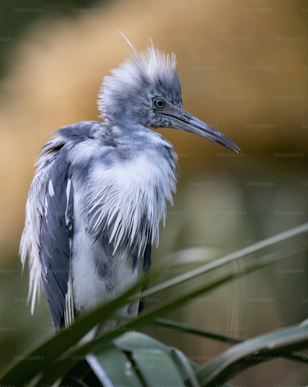 A little blue heron in St Augustine Florida