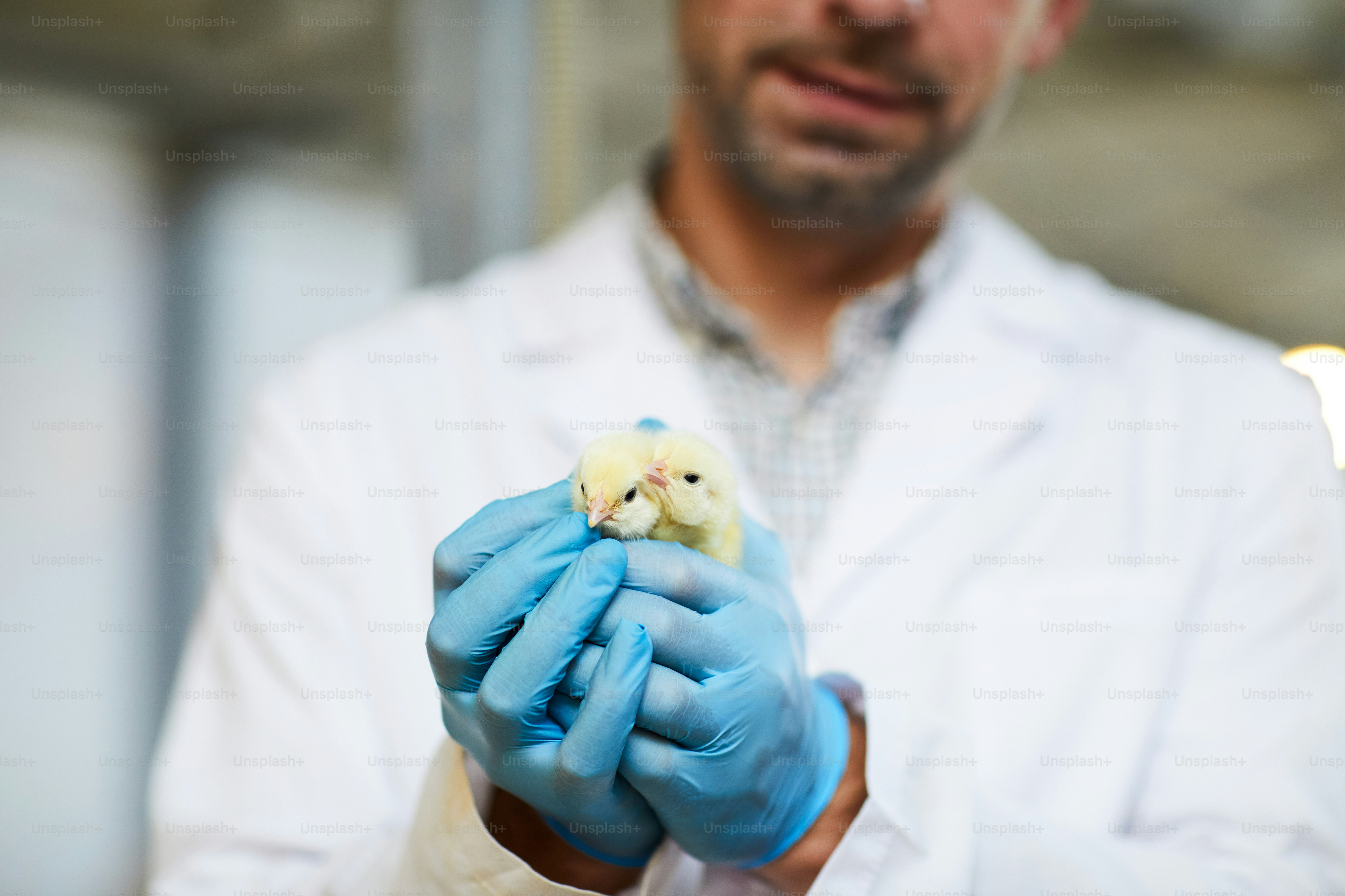 Veterinarian checking a colorful parrot during an exotic pet insurance covered exam