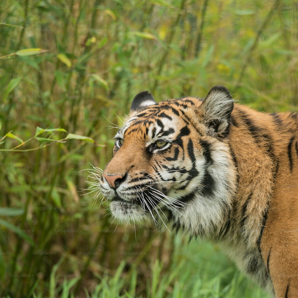 Stunning portrait of tiger Panthera Tigris walking through long grass in vibrant landscape