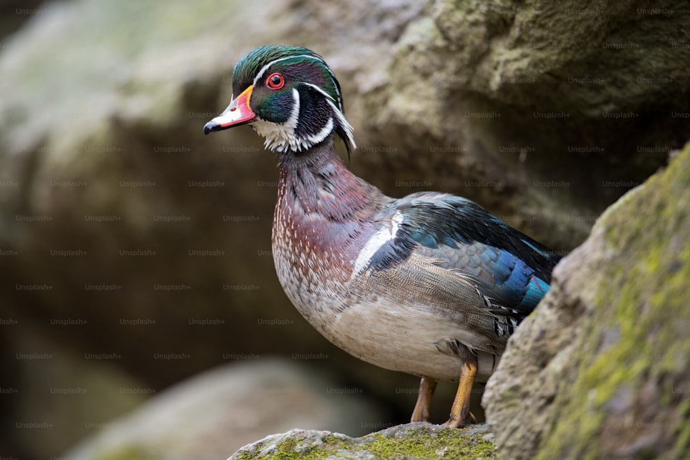 A male wood duck in a Pennsylvania stream.