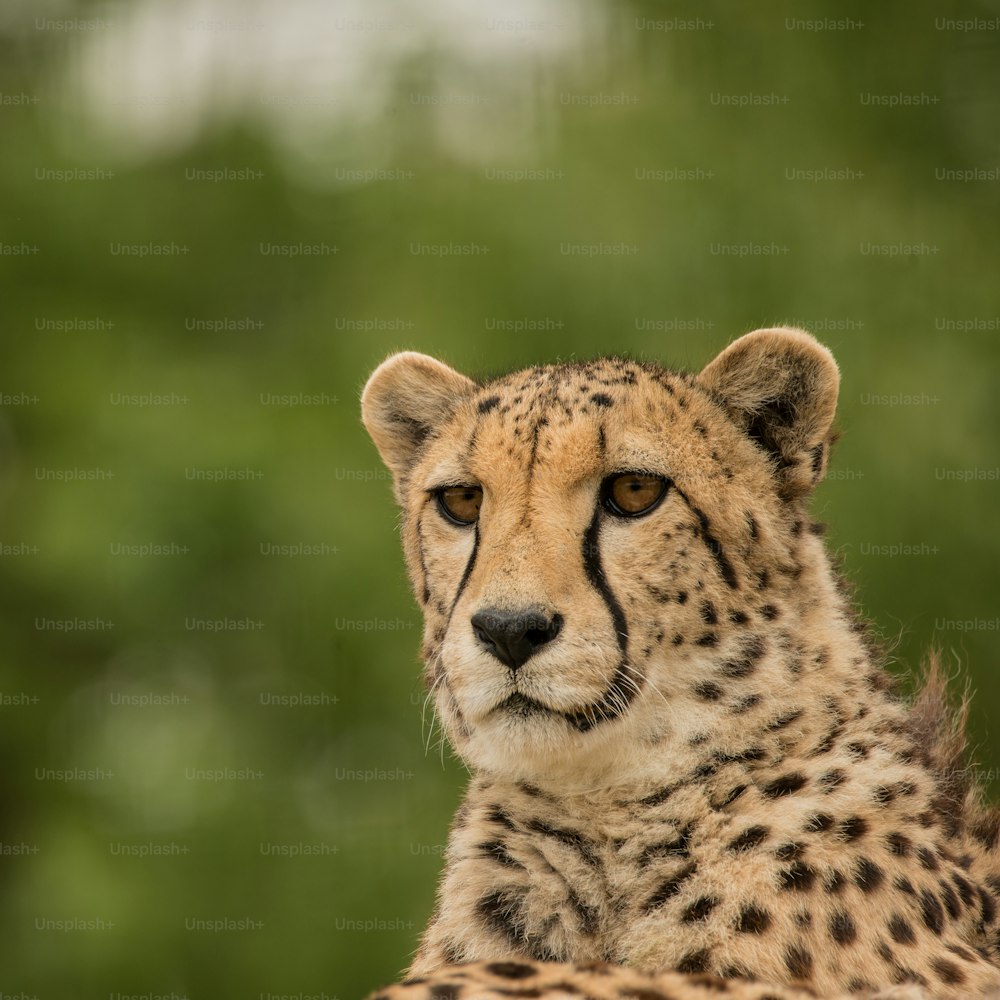 Impresionante retrato íntimo del guepardo Acinonyx Jubatus en un paisaje colorido