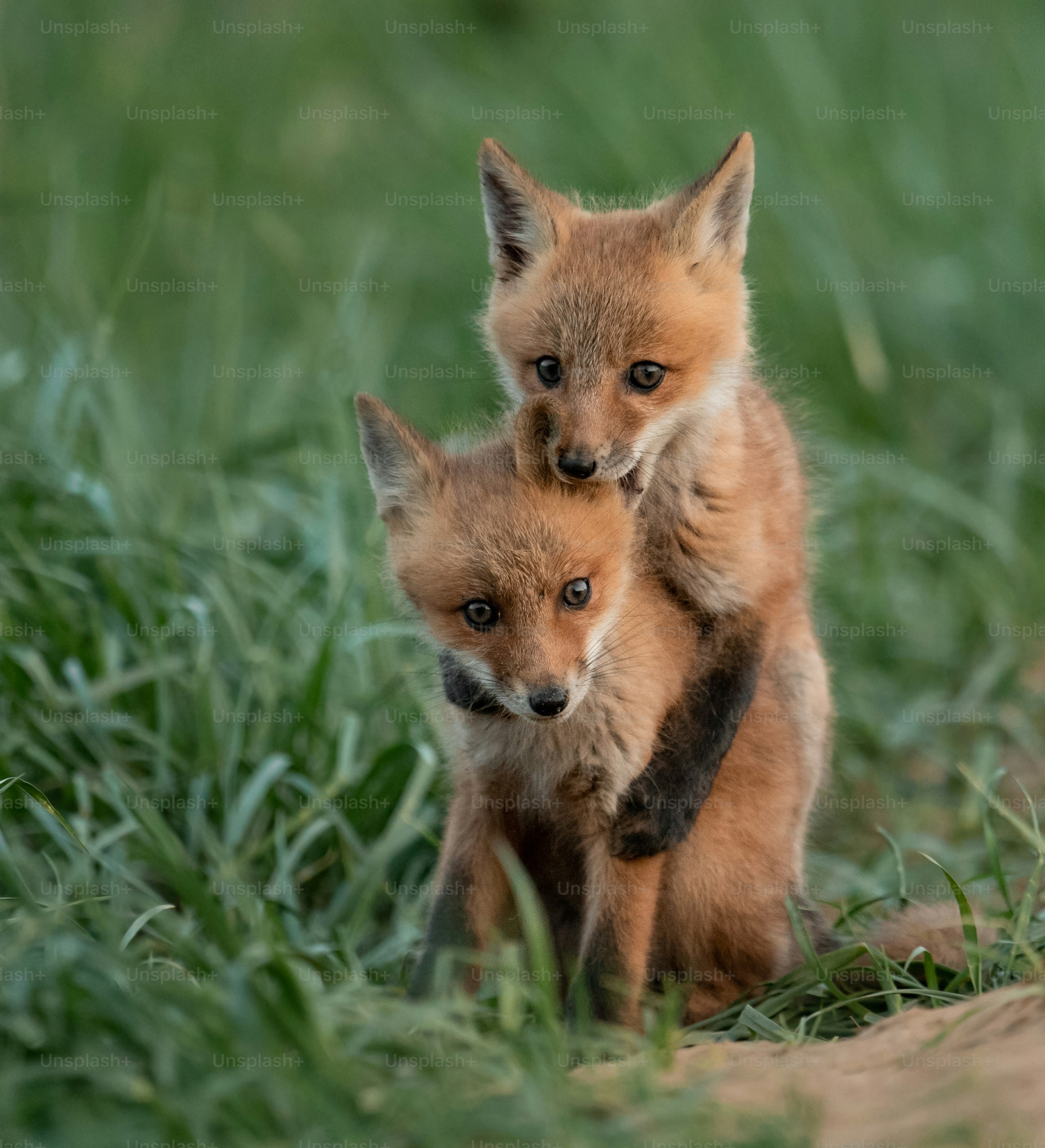 Cute Fox Pictures | Download Free Images on Unsplash