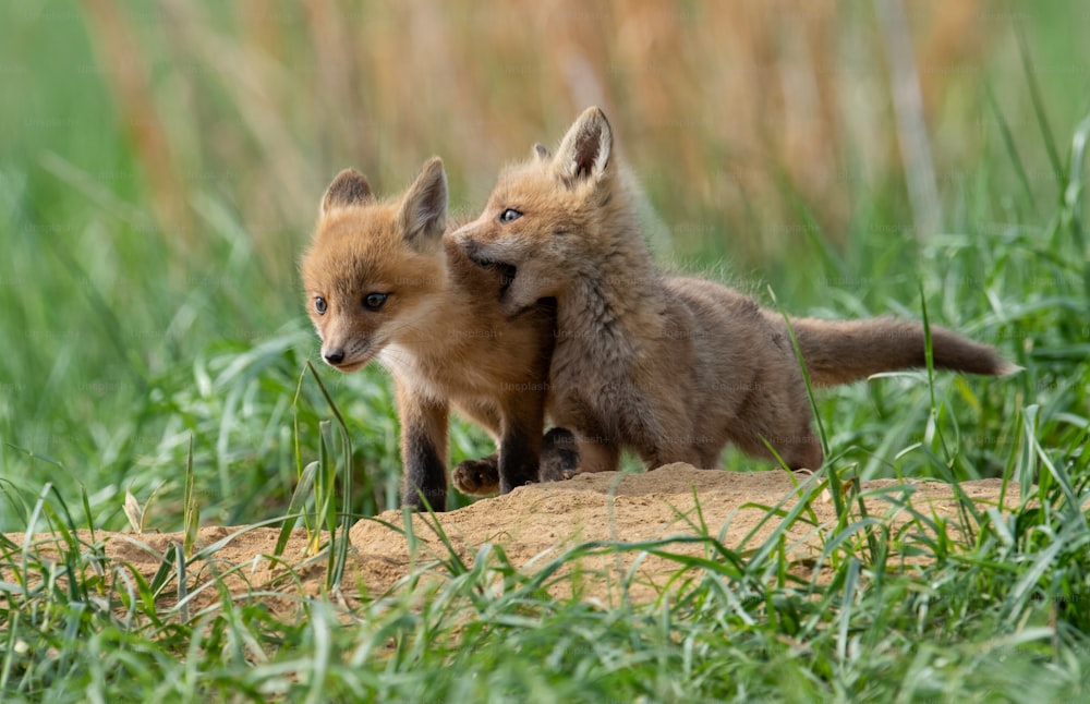 A red fox in New Jersey