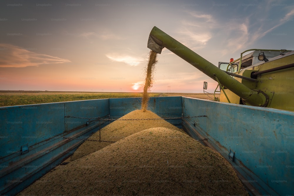Verter grano de soja en el remolque del tractor
