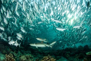 A School of fish in Sipadan in Malaysia