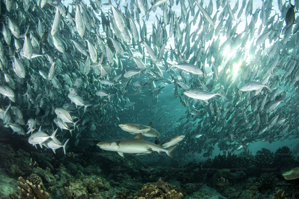 Ein Fischschwarm in Sipadan in Malaysia