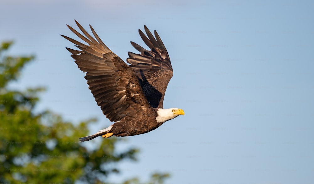 Foto zum Thema Ein Weißkopfseeadler in Maryland – Bild zu Adler