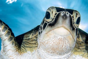 A Sea Turttle in Sipadan Island