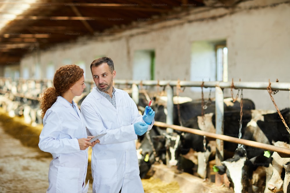Retrato de dos veterinarios con batas de laboratorio que trabajan en una granja que administra inyecciones de vacunas a las vacas, espacio de copia