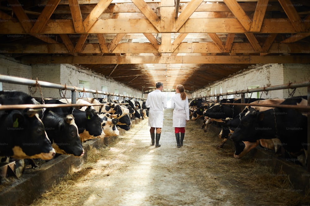 Vista trasera retrato de dos trabajadores agrícolas modernos con batas de laboratorio que caminan por la fila de vacas en el cobertizo inspeccionando el ganado, espacio de copia