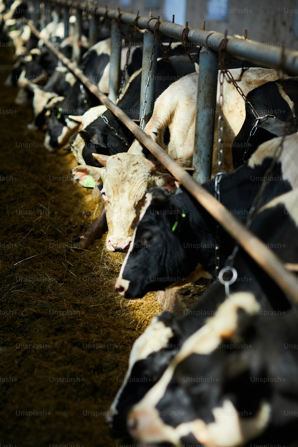 Retrato de ángulo alto de hermosas vacas lecheras de pie en el establo iluminado por la luz del sol, espacio de copia