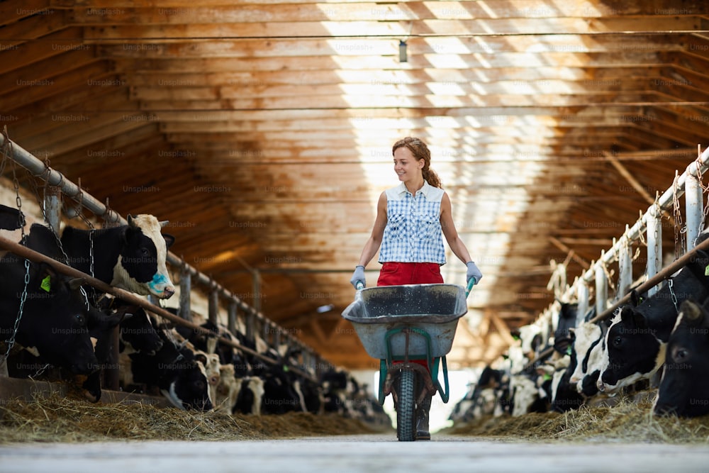 Ritratto a figura intera di giovane donna allegra che spinge il carrello mentre lavora nella stalla della mucca in fattoria, spazio di copia
