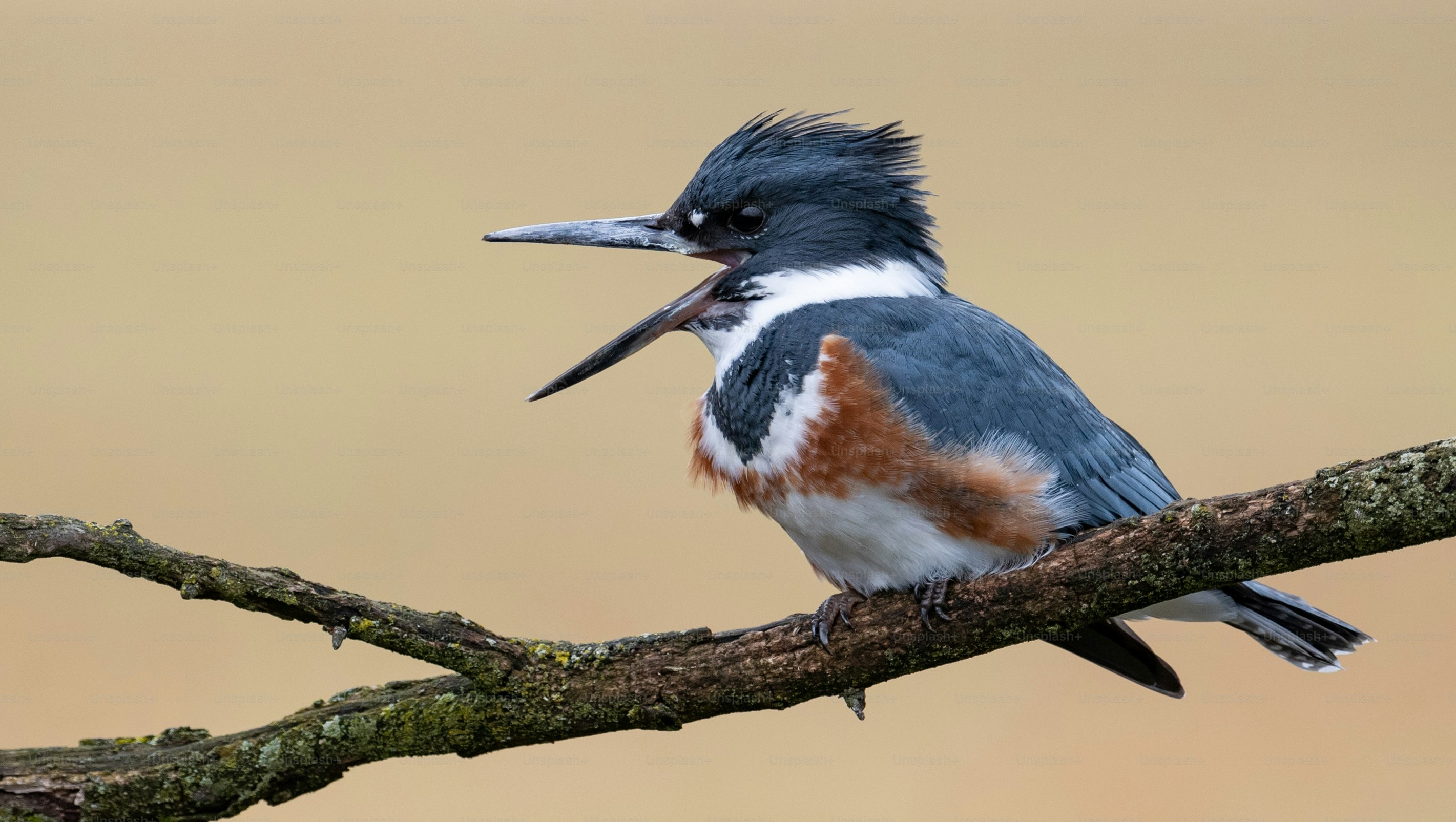 a-belted-kingfisher-in-pennsylvania-photo-kingfisher-image-on-unsplash