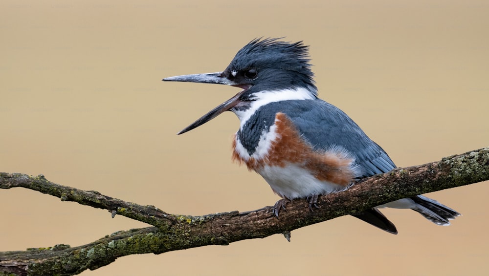 A belted Kingfisher in Pennsylvania