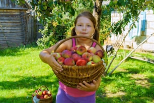 A little girl collects apples in the autumn garden.