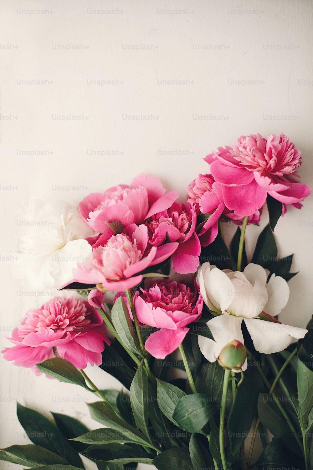 preciosas peonías rosas sobre fondo rústico de madera blanca vista superior, espacio para texto. Tarjeta de felicitación floral, plana. Hermoso patrón de flores de peonía, imagen tierna. Concepto de feliz día de las madres