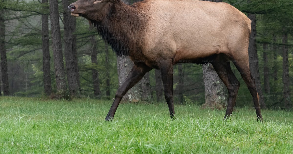 An elk in Pennsylvania photo – Animal Image on Unsplash