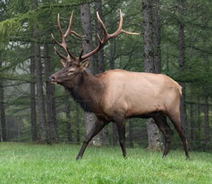 An elk in Pennsylvania