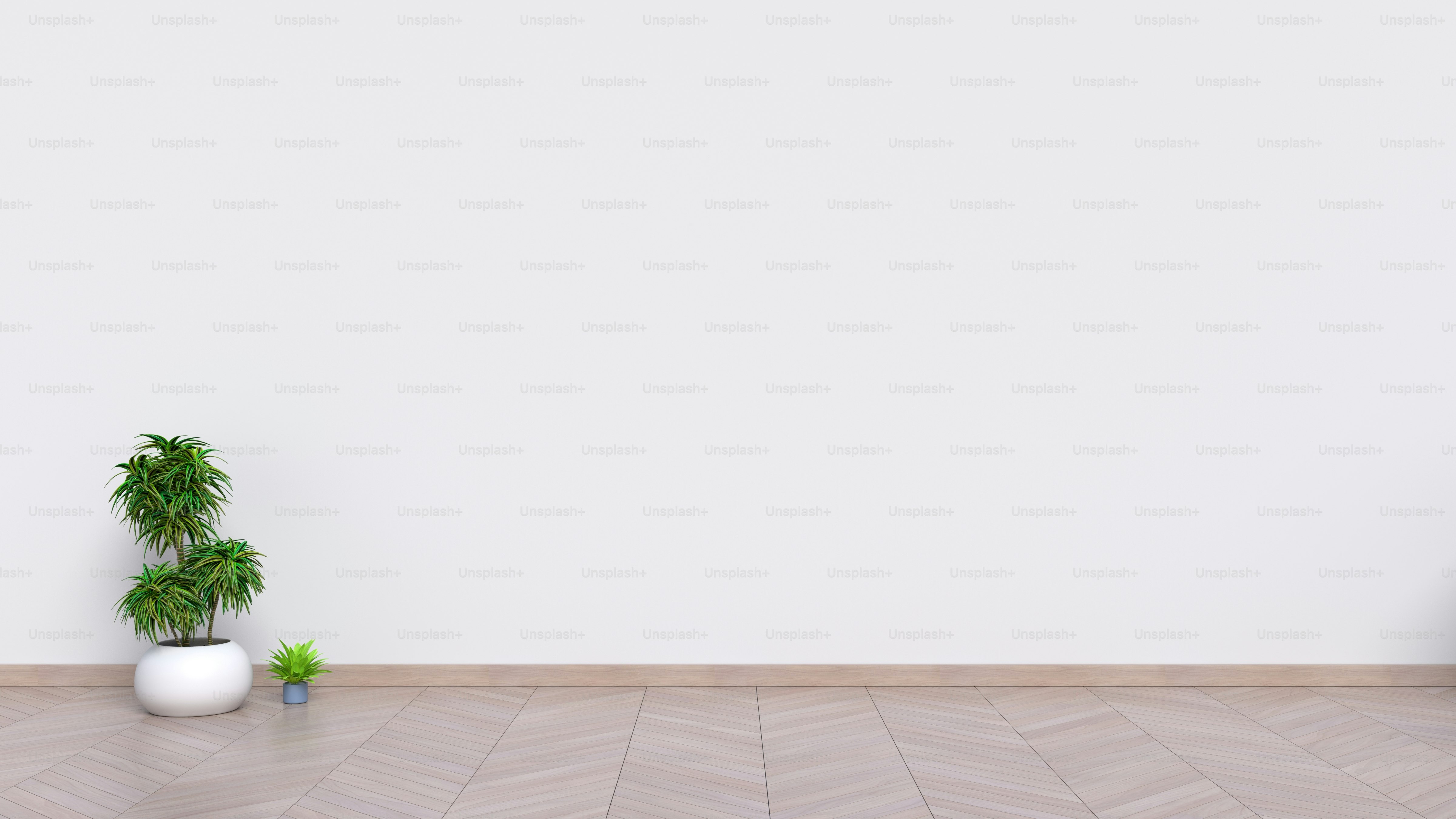 Ornamental plants placed on the empty room,3d rendering