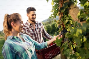 Working people harvesting grapes at winegrower vineyard