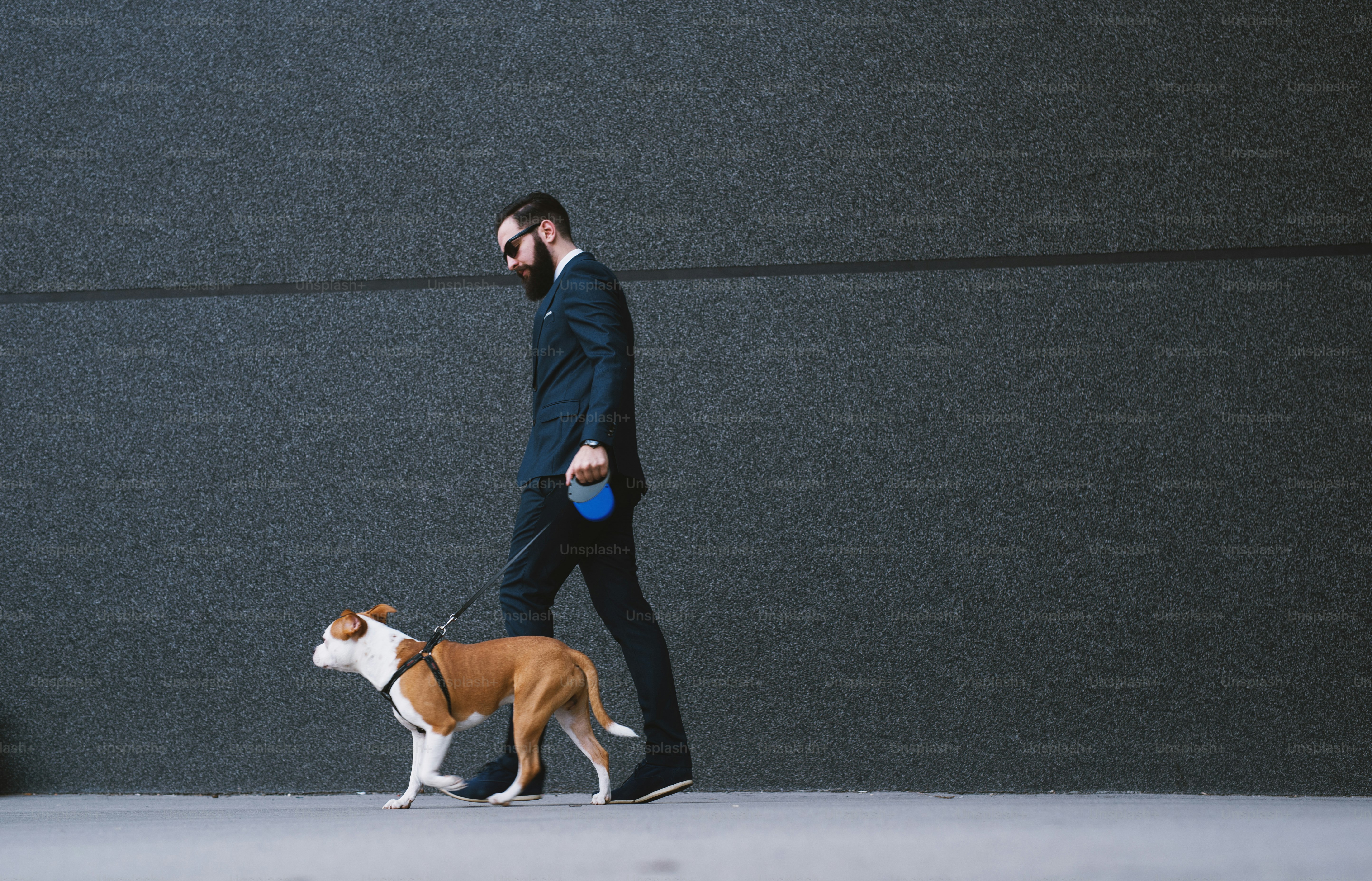 Businessman walking dog at street. Best friends walking. Handsome businessman hipster walking dog.