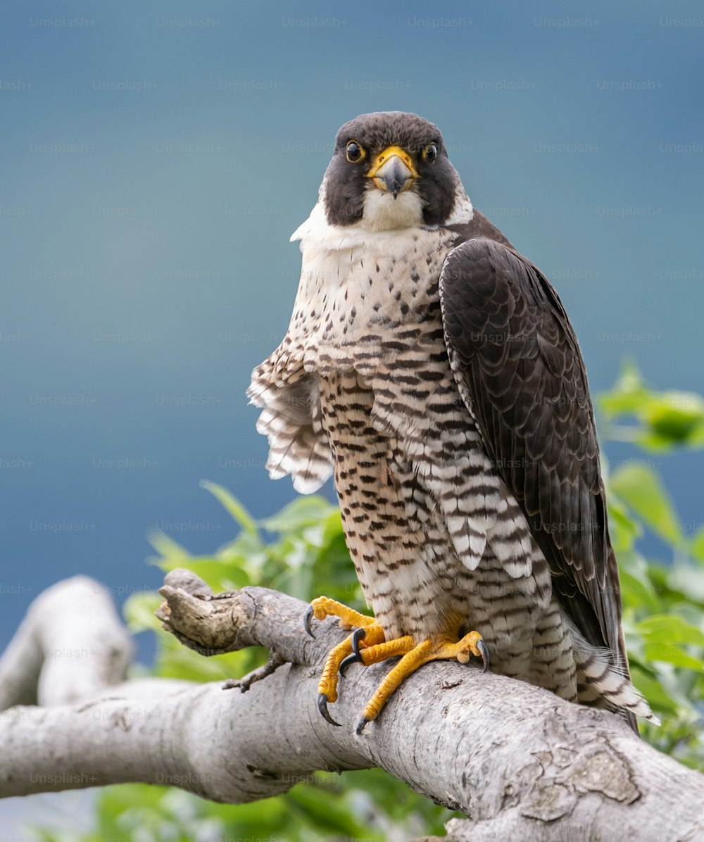 A peregrine falcon in New Jersey