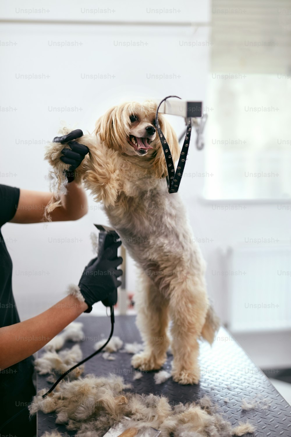 Hundehaarschnitt Groomer Grooming Hund mit Trimmer im Tiersalon, schneiden Tierhaare. Hohe Auflösung