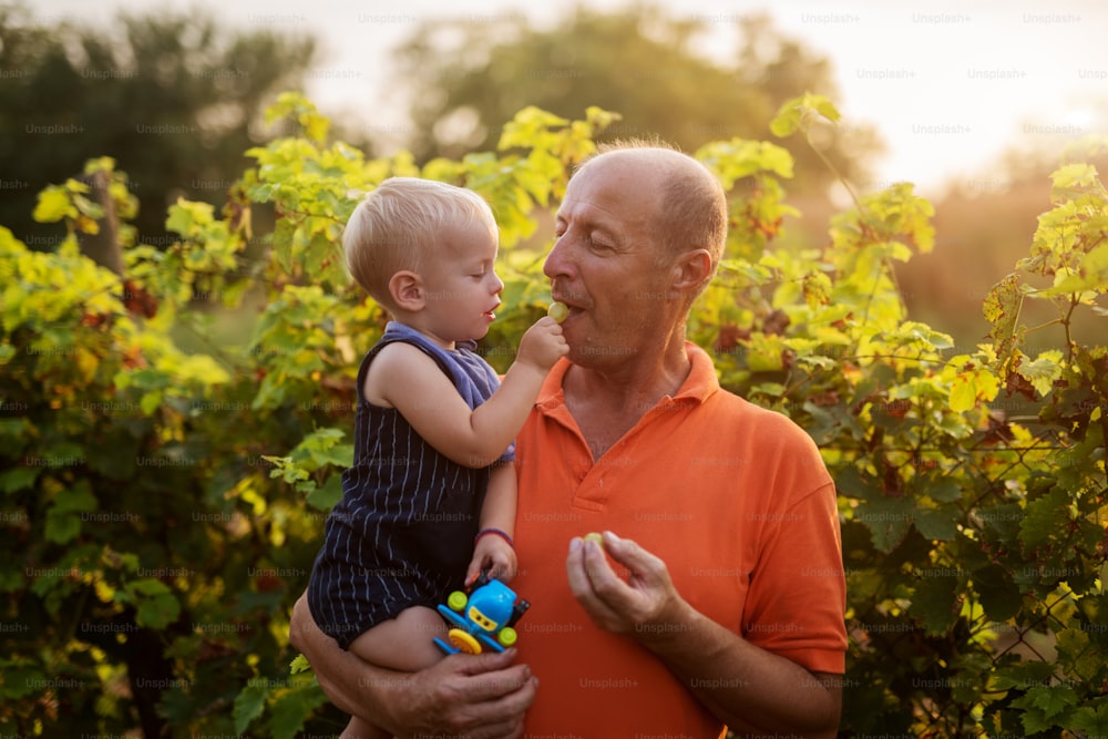 Endless love. Picture of grandfather and grandson in beautiful garden. Grandson is feeding his grandfather with grape.
