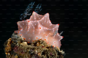 A Halgerda bacalusia en el estrecho de Lembeh en Indonesia