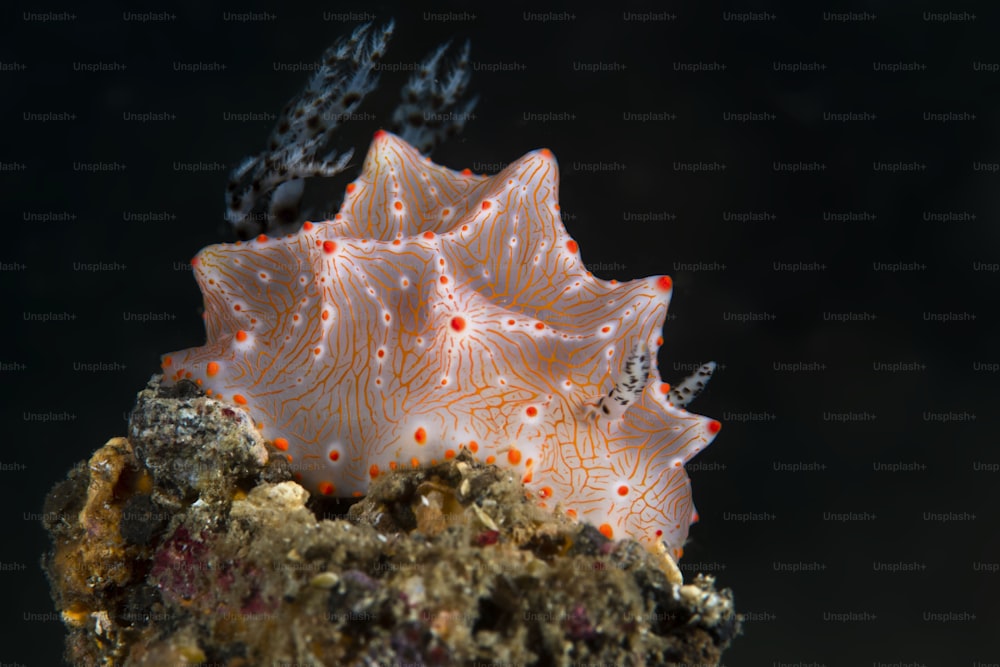 A Halgerda bacalusia en el estrecho de Lembeh en Indonesia