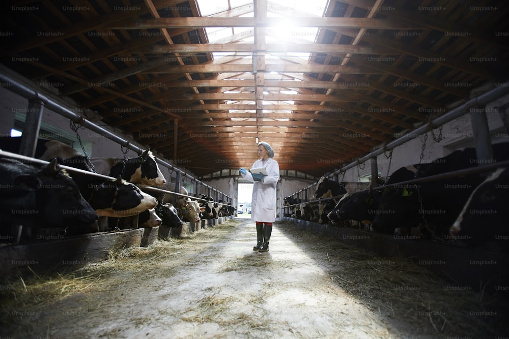 Wide angle portrait of young female veterinarian examining cows while working in cowshed of modern dairy farm, copy space