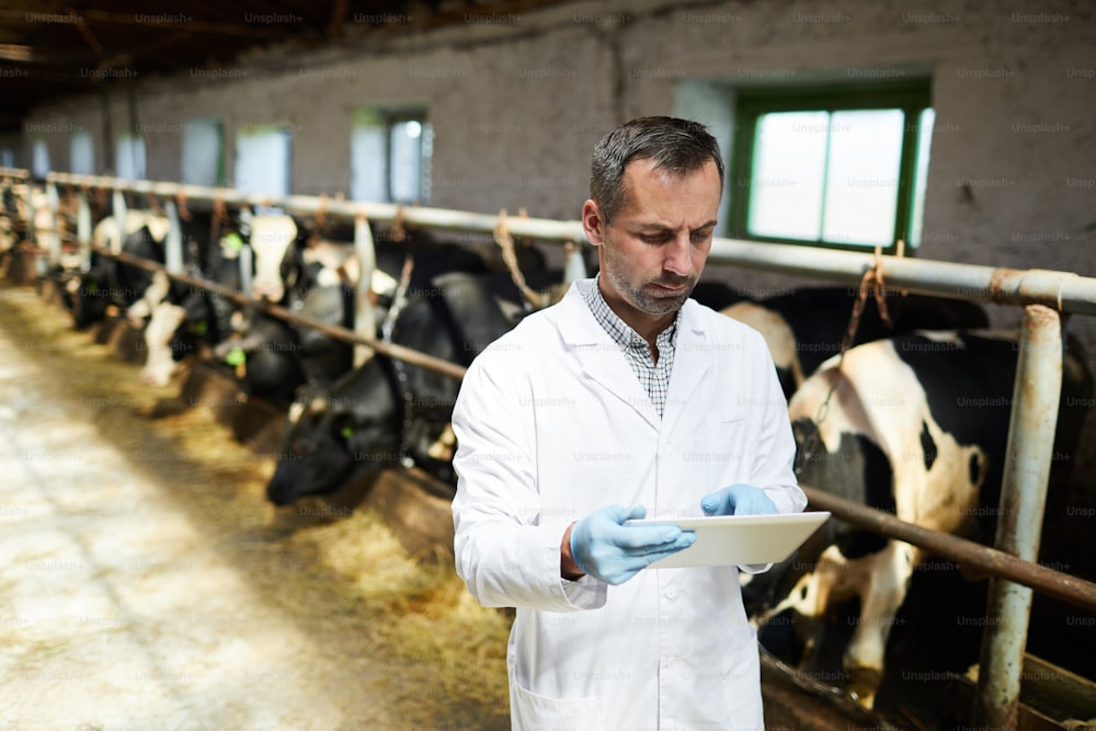 Ritratto dalla vita in su di veterinario maturo o lavoratore agricolo che utilizza la tavoletta digitale mentre lavora con le mucche in un moderno caseificio, spazio di copia
