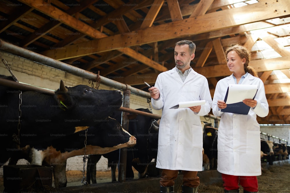Retrato de dos trabajadores agrícolas modernos con batas de laboratorio que caminan junto a una hilera de vacas en el cobertizo inspeccionando el ganado, espacio de copia