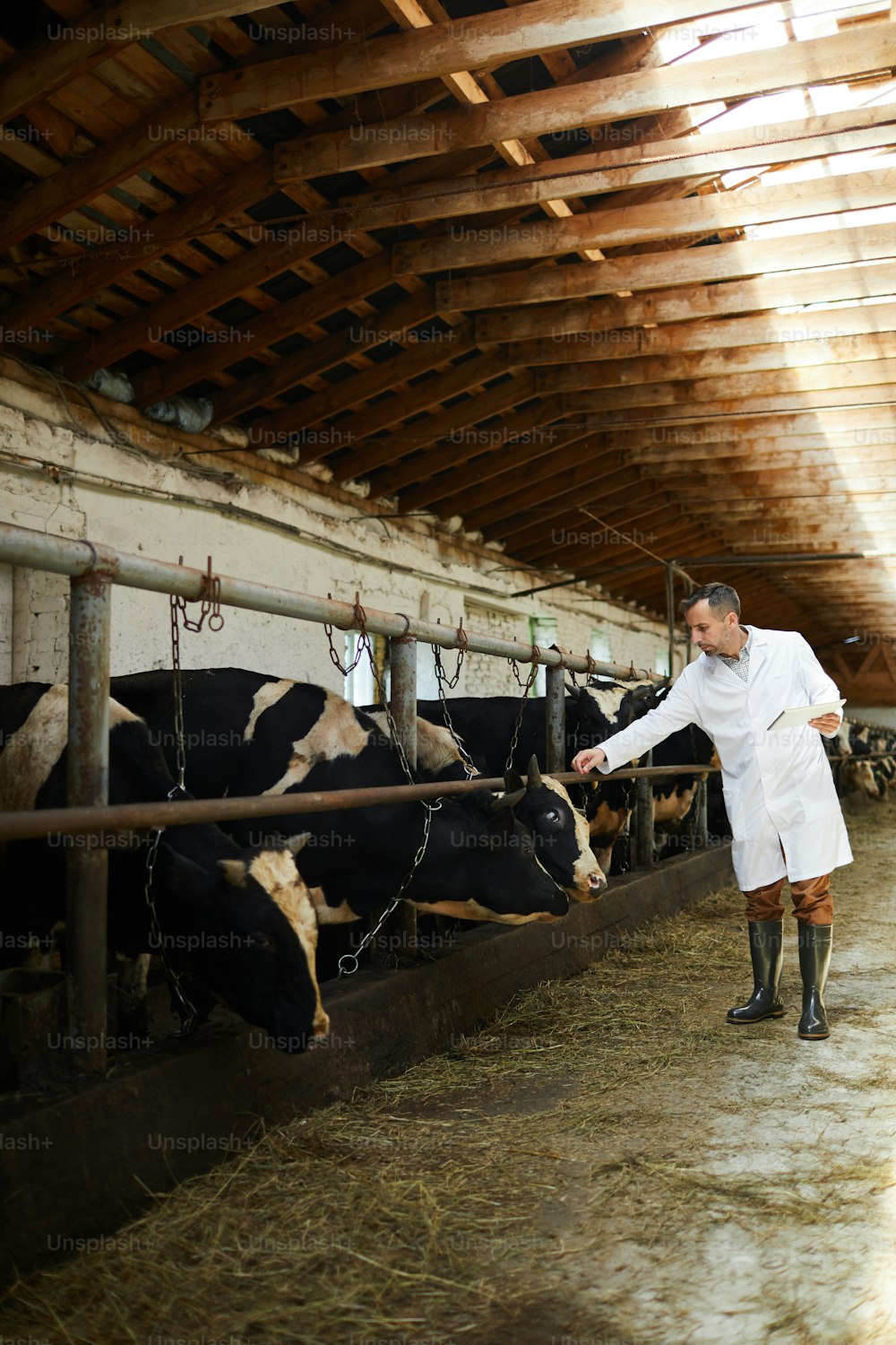 Ritratto a figura intera di un lavoratore agricolo maturo che indossa un camice da laboratorio che esamina le mucche nella stalla del caseificio, spazio di copia