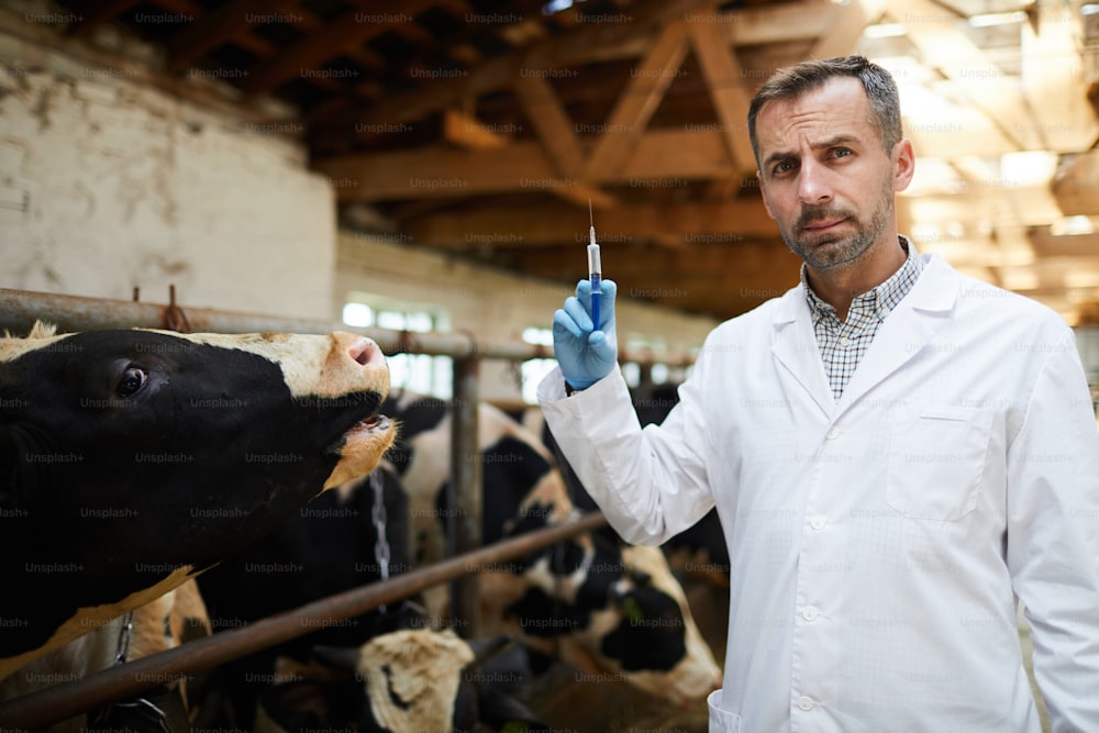 Ritratto dalla vita in su di veterinario maturo che tiene la siringa pronta a somministrare colpi di vaccino alle mucche in un'azienda lattiero-casearia, spazio di copia