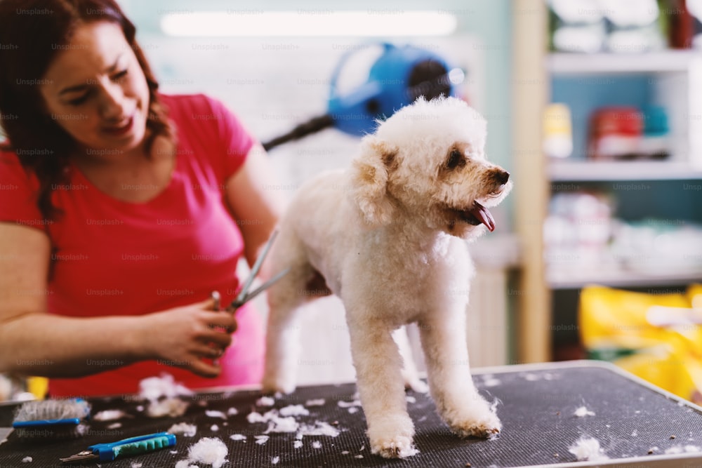 Cute white dog at salon. Enjoying while hairdresser brush his fur.