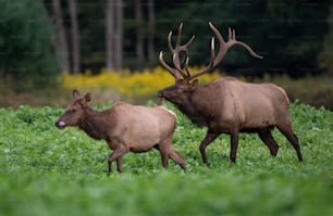 An elk in Pennsylvania