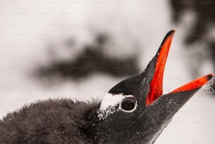 Un joven pingüino papúa en la Antártida