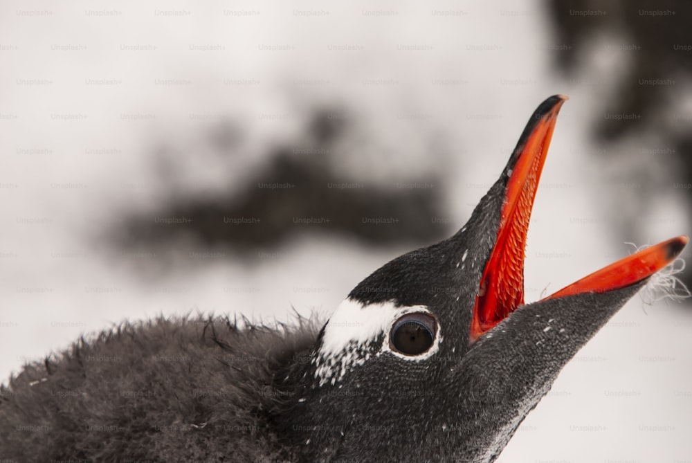 Un joven pingüino papúa en la Antártida