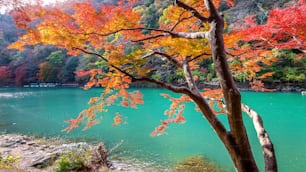 일본 교토의 강을 따라 가을 시즌의 아라시야마.